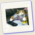 [Animal Pet Humour Fun] Cat - Chat paresseux 1.jpg